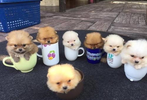 豭Ȯ